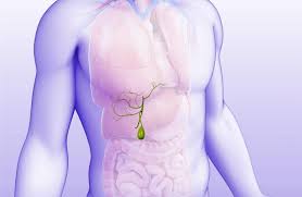 Image result for Gall Bladder