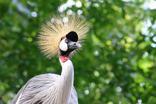 दुनिया की हर 8वीं bird species गायब हो रही है Jaise Grey Crowned Crane