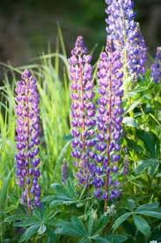 Use sharp, clean shears or clippers to cut the spent flower stalk back to the first set of healthy leaves directly below the flower. Lupine Flowers