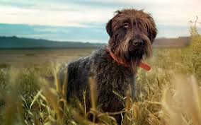 Having owned many breeds of bird dogs in the past, dan has become infatuated by the korthals griffon aka wirehaired pointing griffon and passionately pursues improving the wpg's already great reputation. All About Wirehaired Pointing Griffon Dog Breed Origin Behavior Trainability Facts Puppy Price Color Health