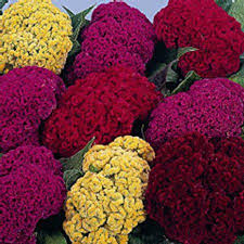 Crested Celosia Flower Garden Seeds Armor Mix 1000 Seeds Flower Gardening Seed Walmart Com Celosia Flower Rose Seeds Seeds