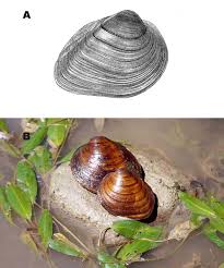 Image result for Urochloa platynota