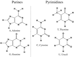 Dna replication worksheet answers, nucleic acids worksheet answers and dna structure worksheet answer key are some main things we want to present to you. Dna Structure And Dna Replication Flashcards Quizlet