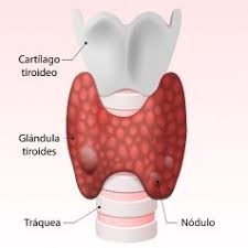 Ademas De Una Importante Funcion Desintoxicante Y Fabricacion De En 2020 Tiroides Glandula Tiroides Glandulas Exocrinas