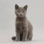 British Shorthair Cat Breed Information, Pictures ...
