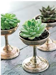 Succulents Are Also Perfect As Decor On A Dining Table Setting And Really Beautiful For The Season To Come Placed In Small Vas Succulents Succulents Diy Plants