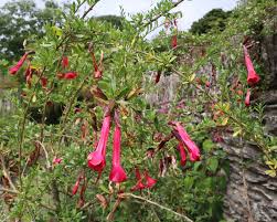 Image result for Cantua