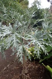 Image result for Cussonia natalensis