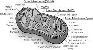 The endosymbiotic theory asserts that the mitochondria came to be part of the eukaryote over time through a symbiotic relationship. Mitochondrial Diseases Expanding The Diagnosis In The Era Of Genetic Testing