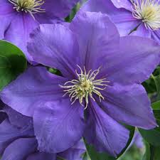Spring Hill Nurseries General Sikorski Clematis Live Bareroot Plant Purple Flowering Perennial Vine 1 Pack 71222 The Home Depot Spring Hill Nursery Clematis Plants