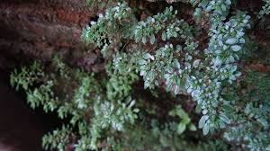 Bunga, biji, daun, dan akar bunga matahari dapat digunakan untuk mengobati beberapa penyakit sebagai berikut: Pilea Microphylla Spesies Gulma Yang Ampuh Sebagai Obat Ginjal