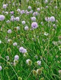 Succisella Inflexa Herbaceous Perennials Dog Nursery White Flowers