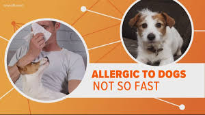 Flea allergy dermatitis is an allergic reaction from flea bites. Are You Allergic To Dogs But Still Love Them There May Be A Solution Wusa9 Com