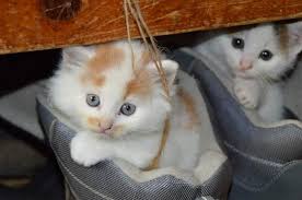 Ruyada Beyaz Kedi Yavrusu Emzirmek Ruyandagor Com