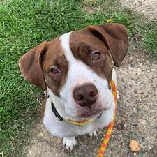 Fill out an adoption application. Loving Heart Animal Shelter Home Facebook