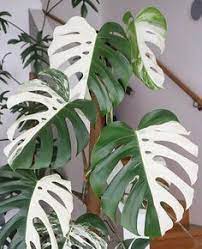 Variegated monstera deliciosa albo borsigiana 1 leaf stem cutting reddysetgrow 5 out of 5 stars (19) sale price $297.00 $ 297.00 $ 330.00. Die 32 Besten Ideen Zu Monstera Variegata Zimmerpflanzen Pflanzen Monstera