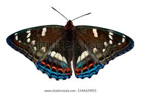 Image result for Limenitis populi