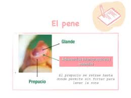 El Pene Del Nino Cuidados Dra Garin Pediatra