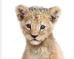 Lion Print Safari Animal Prints Baby Animal Art The Crown Prints Nursery Decor Nursery Animals Baby Room Art Nurser Baby Animal Art Animals Baby Animals