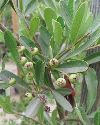 Image result for Pyracantha