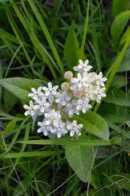 Oval Leaved Milkweed