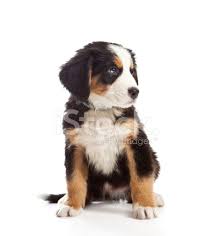 Bernese Mountain Dog Puppy Stock Photos Freeimages Com