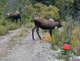Autumn is moose rutting season and the animals were likely fighting over a female moose. As Moose Rutting Denali National Park And Preserve Facebook
