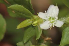 Image result for Trianthema salsoloides