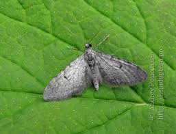 Image result for Eupithecia conterminata