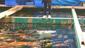 Maybe you would like to learn more about one of these? Koi Water Barn Dubai Offers Access To The Best Koi Fish From Japan Arab News Japan