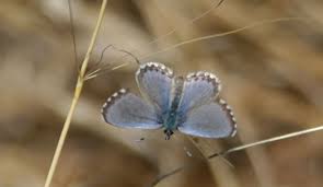 Image result for Smithia erubescens