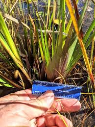 Image result for Xyris parvula