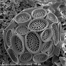 Image result for Nesaea polycephala