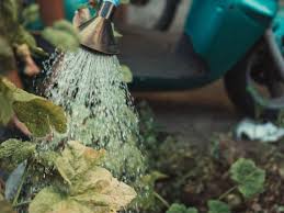 If there is more than one inch (2.5 cm.) of rainfall in your area, you do not need to water that day. How Often To Water Vegetable Garden