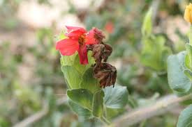 Image result for Petalidium bracteatum