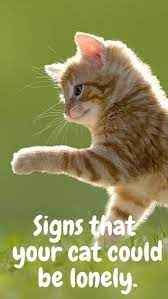 Signs Your Cat Is Lonely Cats Funny