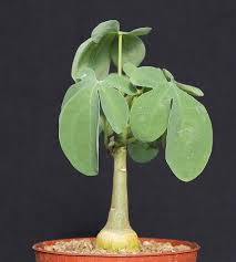 Image result for Adenia karibaensis