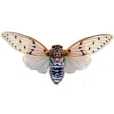 We did not find results for: Ghost Cicada Insect Wings Insects Insect Art