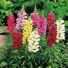 Image result for Antirrhinum