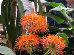 Image result for Scadoxus