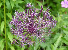 1,975 purple bulb flowers products are offered for sale by suppliers on alibaba.com, of which flower bulbs, seeds & seedlings accounts for 15%, decorative flowers & wreaths accounts for 4%, and christmas decoration supplies accounts for 1. Alliums How To Grow This Stylish Bulb The English Garden