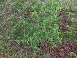 Image result for Rytigynia sp. N