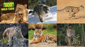 Which Wild Cat Are You Take This Nat Geo Kids Personality Quiz To Find Out Animal Quiz Wild Cats Cat Personalities