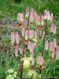 Image result for Kalanchoe pinnata