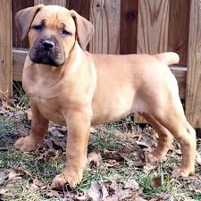 Click on pictures for full view. Mid Atlantic Boerboels Mastiff Puppies South African Mastiff Mastiff Breeds