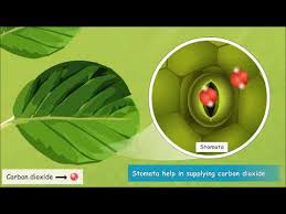 Photosynthesis converts light energy into chemical energy. Class 4 Science How Do Plants Make Their Food Preparation Of Food In Leaves Youtube