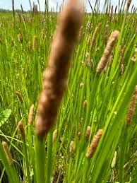 Image result for Eleocharis acutangula