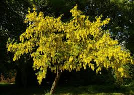 Image result for Laburnum