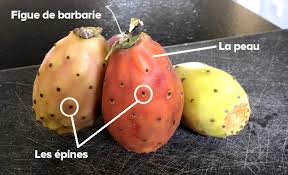 Quand vous mangez un fruit tropical, gardez les noyaux et les graines ! Comment Manger La Figue De Barbarie Un Fruit Meconnu