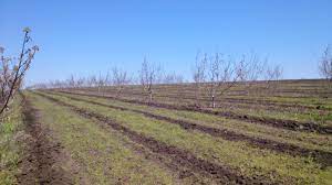 O plantaţie de un hectar poate aduce un profit de 15 000 de euro. Scheme De Plantare A Livezii De Nuci Pepiniera VoineÈ™ti